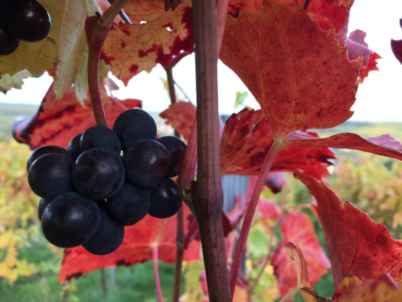 Weinherbst in Birkweiler